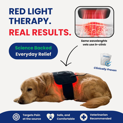 Help Your Pup Stay Comfortable, Mobile, and Part of Every Moment