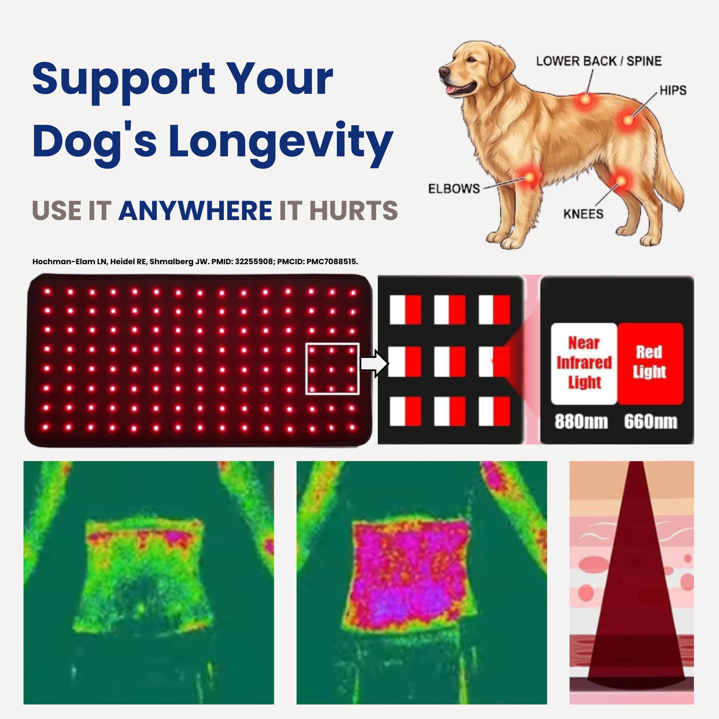 Help Your Pup Stay Comfortable, Mobile, and Part of Every Moment