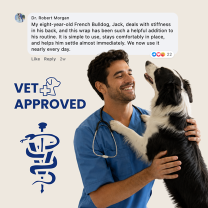 Help Your Pup Stay Comfortable, Mobile, and Part of Every Moment