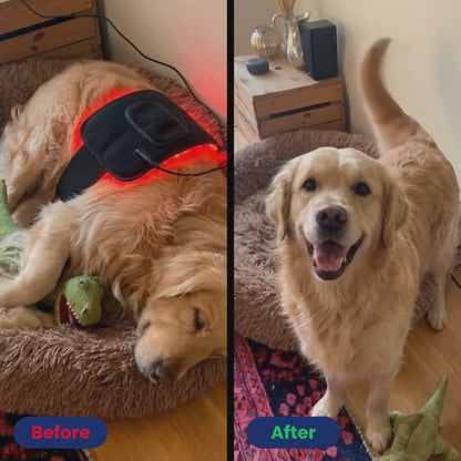 Help Your Pup Stay Comfortable, Mobile, and Part of Every Moment