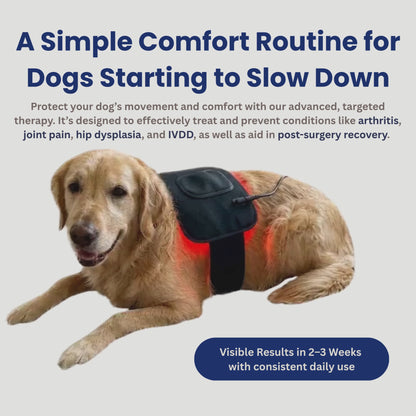 Help Your Pup Stay Comfortable, Mobile, and Part of Every Moment