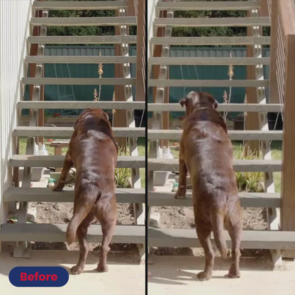 Help Your Pup Stay Comfortable, Mobile, and Part of Every Moment